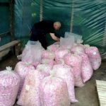 Производство на маслодайна роза и козметични продукти от нея | Олимп 7