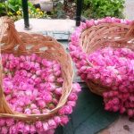 Производство на маслодайна роза и козметични продукти от нея | Олимп 7
