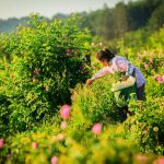 Производство на маслодайна роза и козметични продукти от нея | Олимп 7